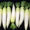 White Radish