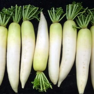 White Radish