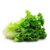 Fresh Lettuce