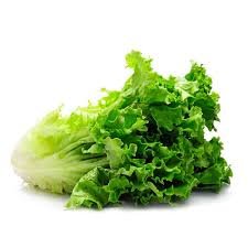 Fresh Lettuce