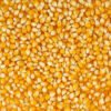Maize corn
